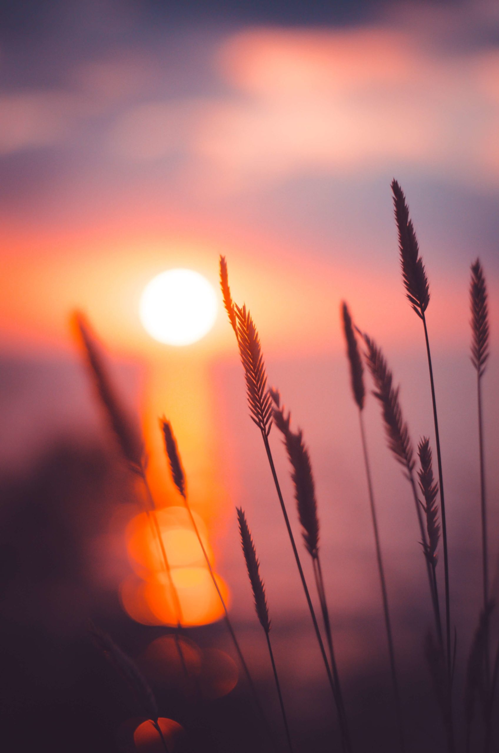 épis de blé à contre jour, sur un fond de coucher de soleil aux couleurs rose orange